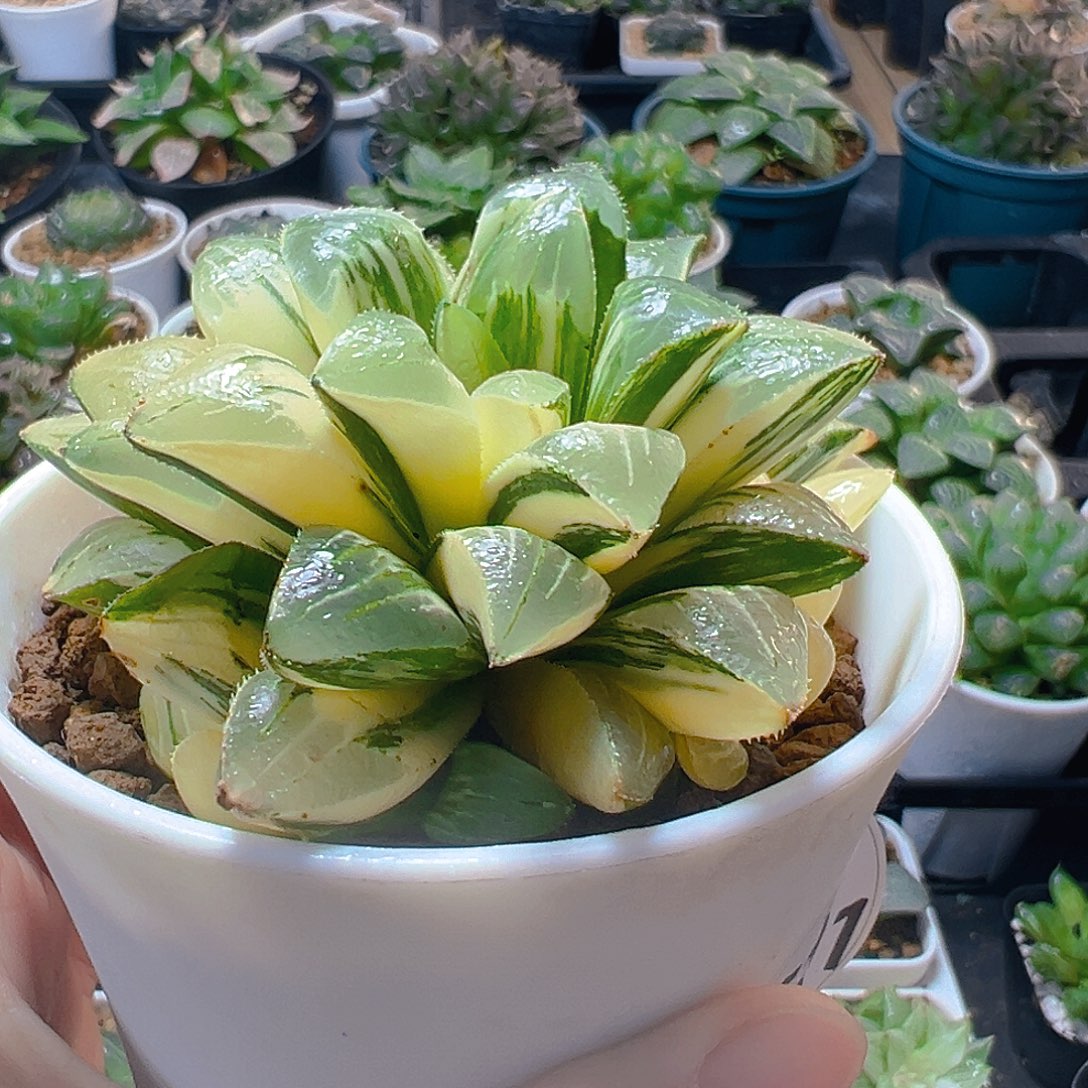 5391玉露多肉植物一颗