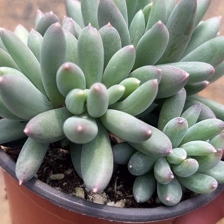 兰亭序自然群111111