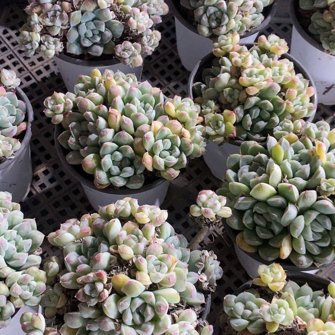 泪滴带盆带土1颗多肉