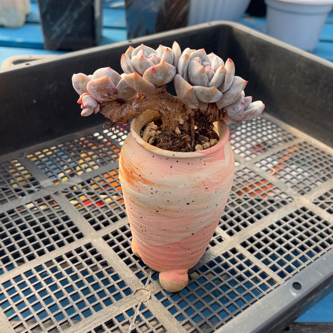 十****精品多肉一物一拍有瑕