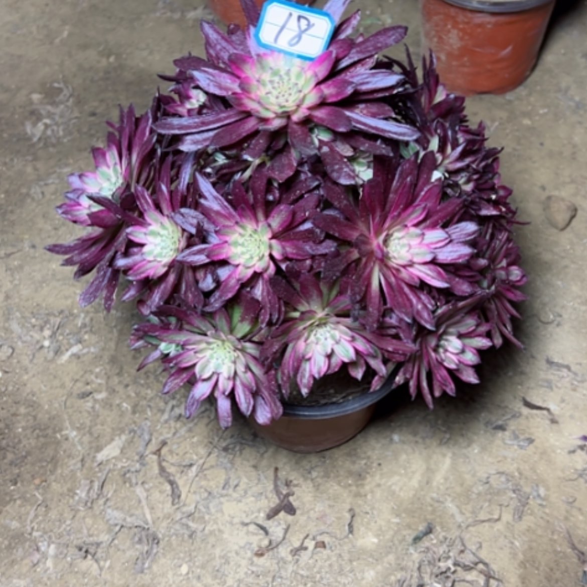 【闪购商品】多肉植物红胭脂18