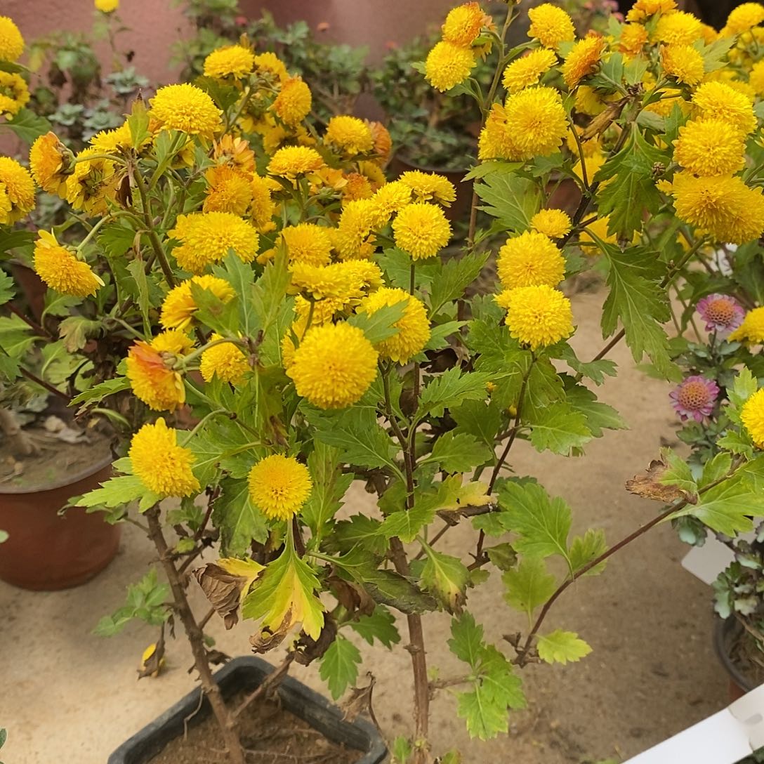 薛***薛完全开放菊花菊花