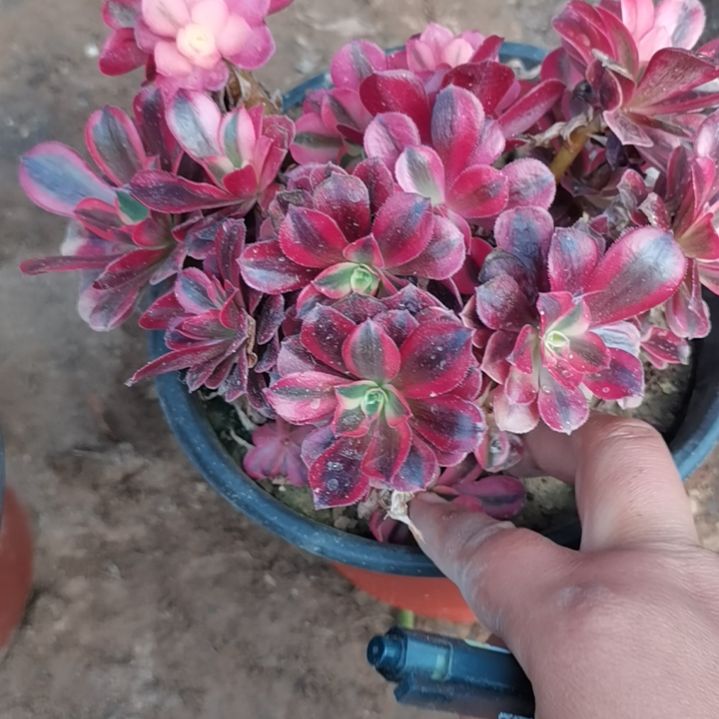 美杜莎法师多肉法师砍9