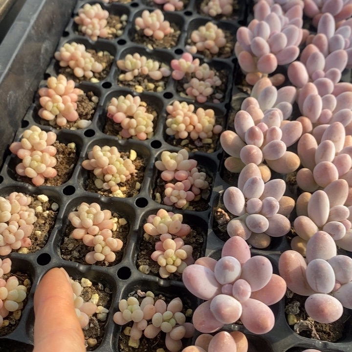 39 多肉植物盆栽花卉