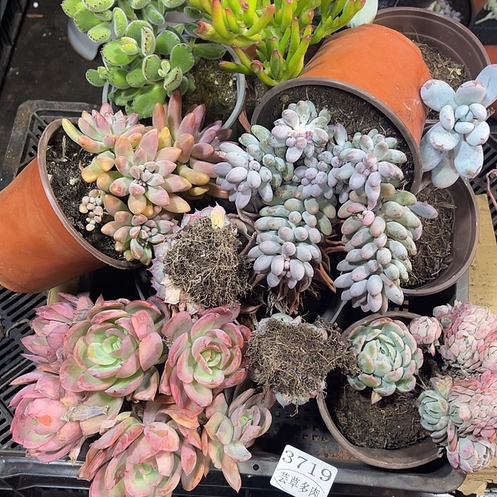 3719，整筐拍，微瑕，介意慎拍