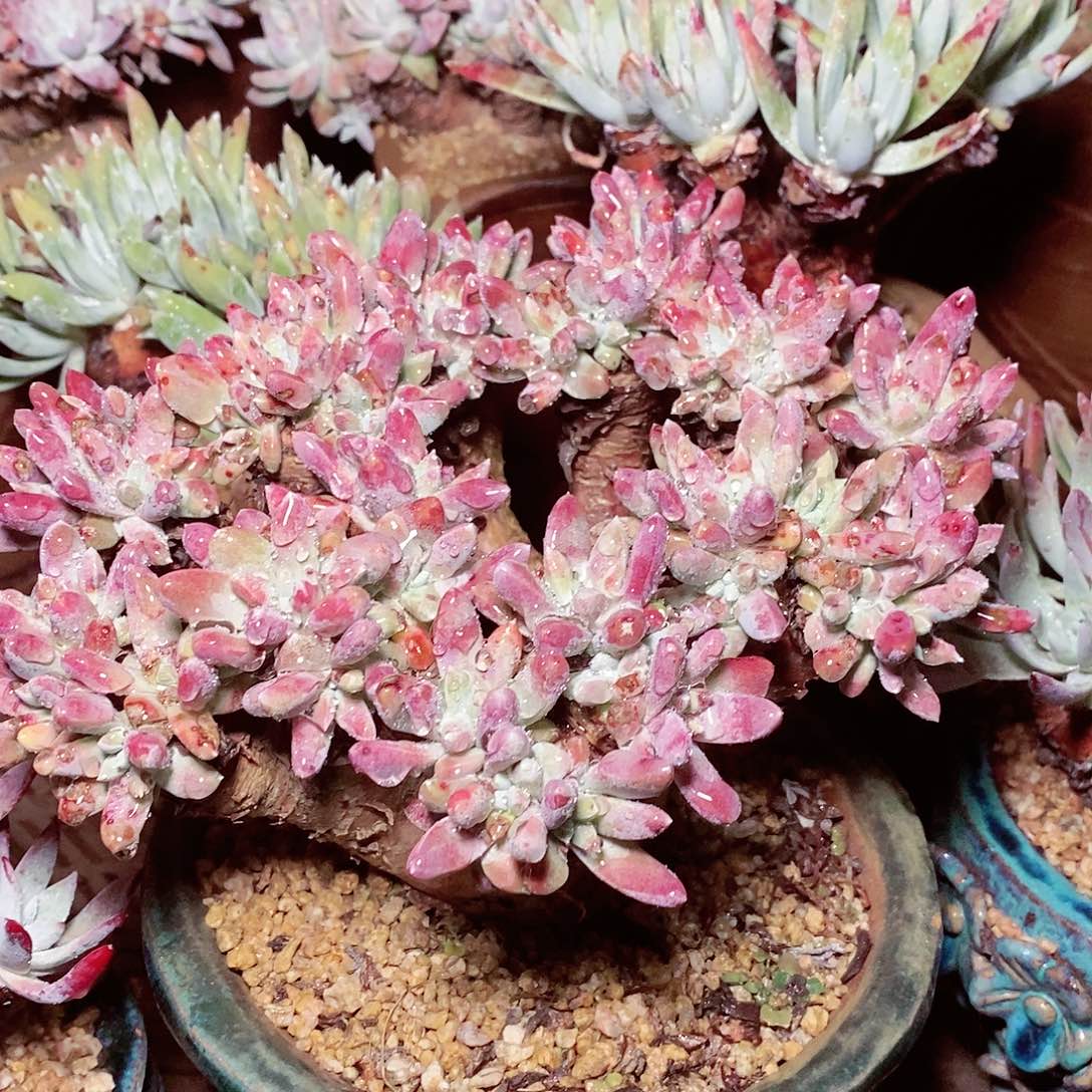 【闪购商品】像****在哈哈哈哈白姆瑞吉娜1615多肉