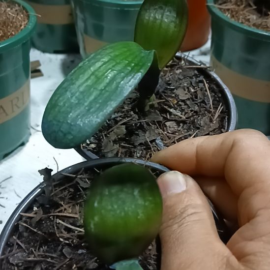 无花朵君子兰小苗君子兰小苗君子兰小苗