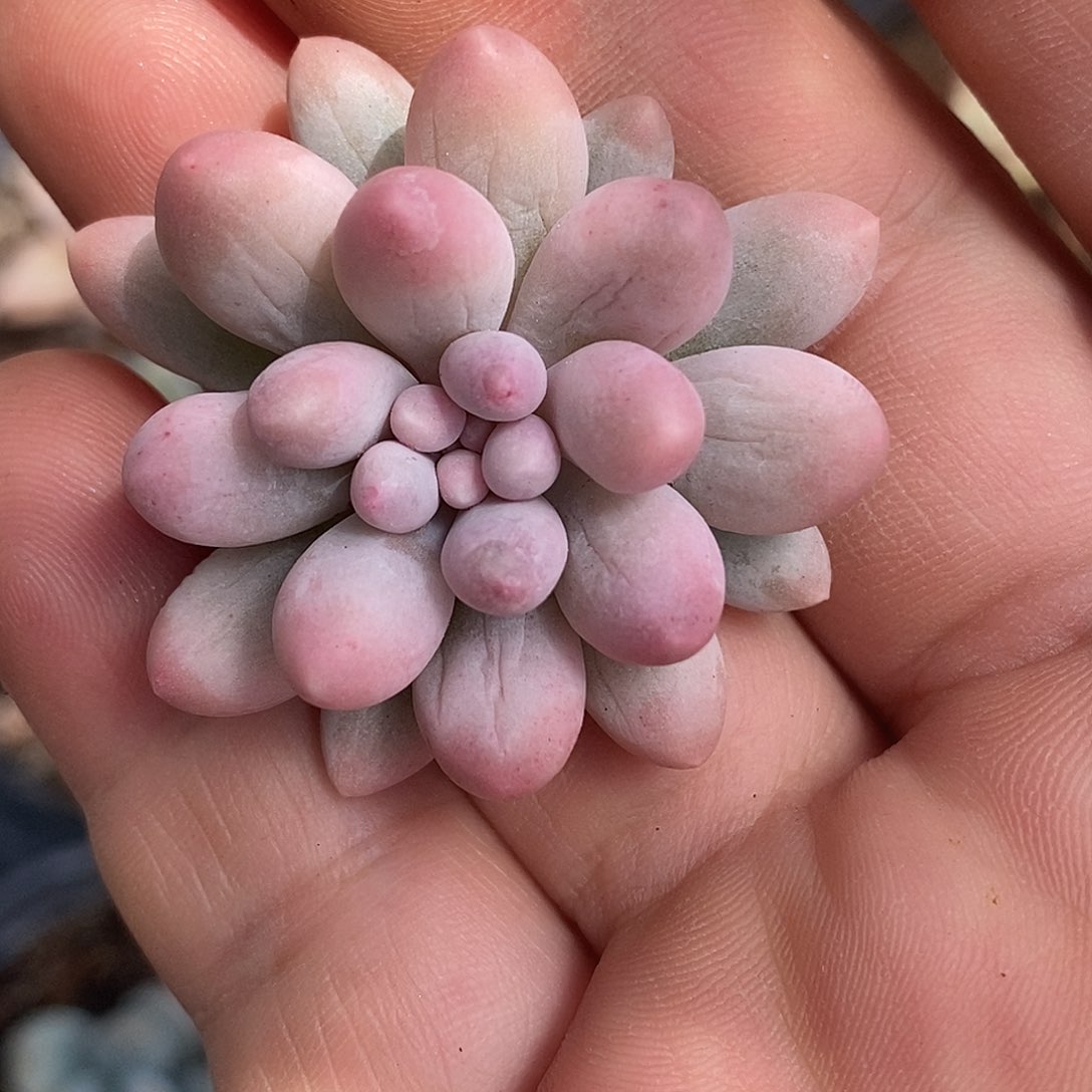 婴儿手指锦头盖  小方花圃一物一拍