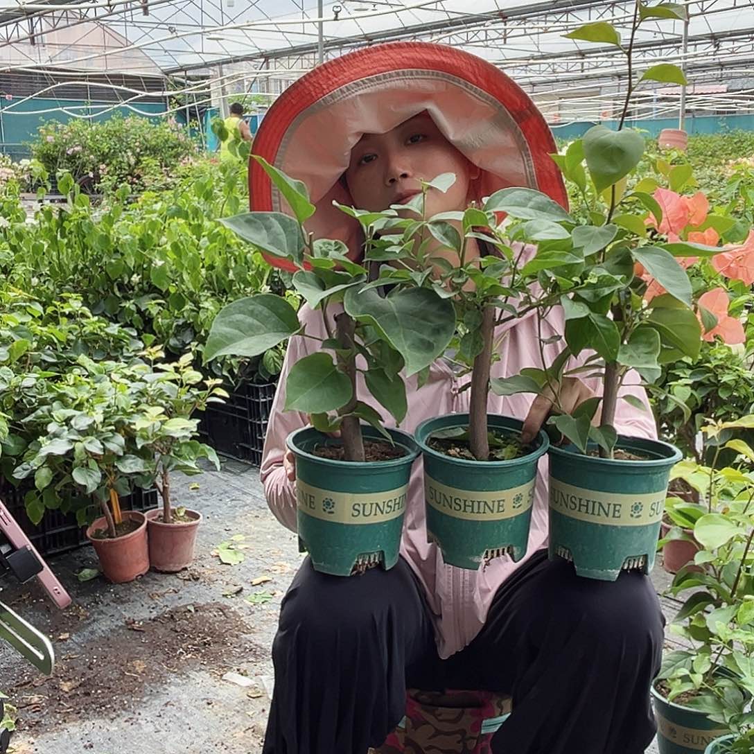 当前无花栽培后可以开花波妹，白雪，画报掌中宝组合