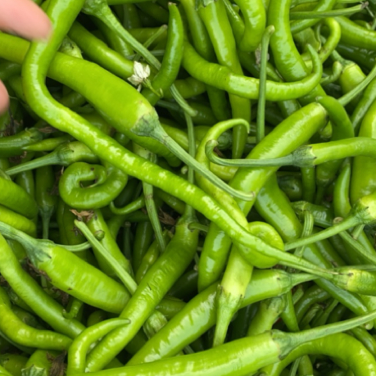 云南高山老品种绿辣椒