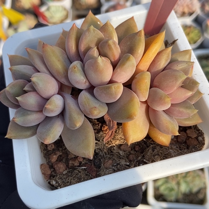 1827红象牙多肉植物