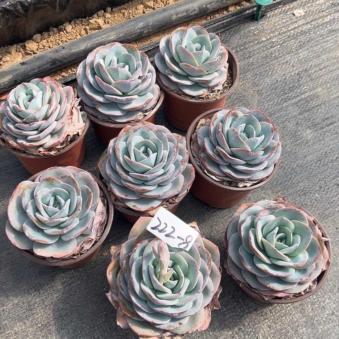 222-8单头布鲁蓝多肉随机