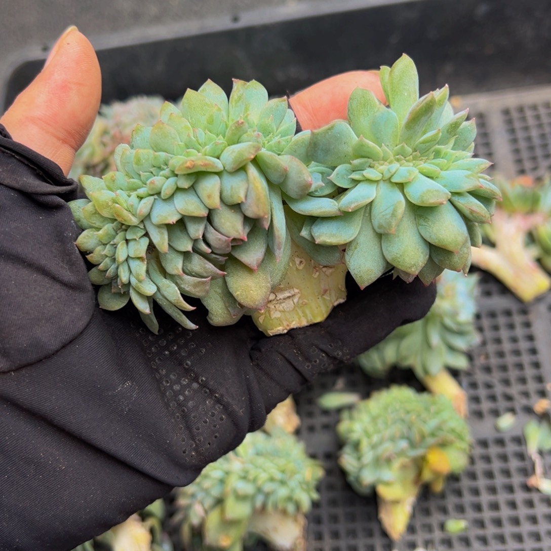树莓红茶冰魄缀微瑕