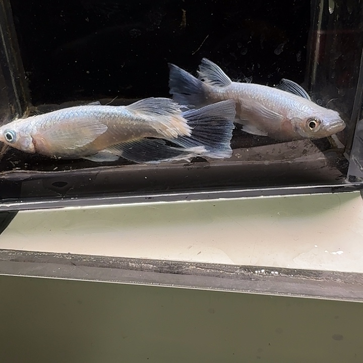 青鳉鱼一物一拍735