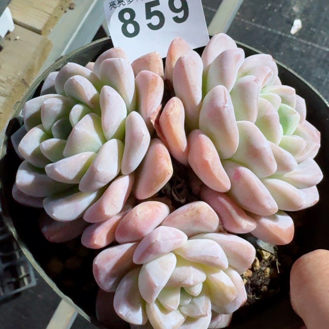 望*望冰玉         精品多肉