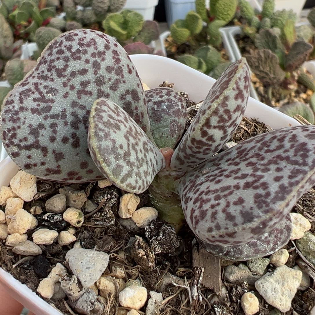 爱心型满斑实生新品多肉植物