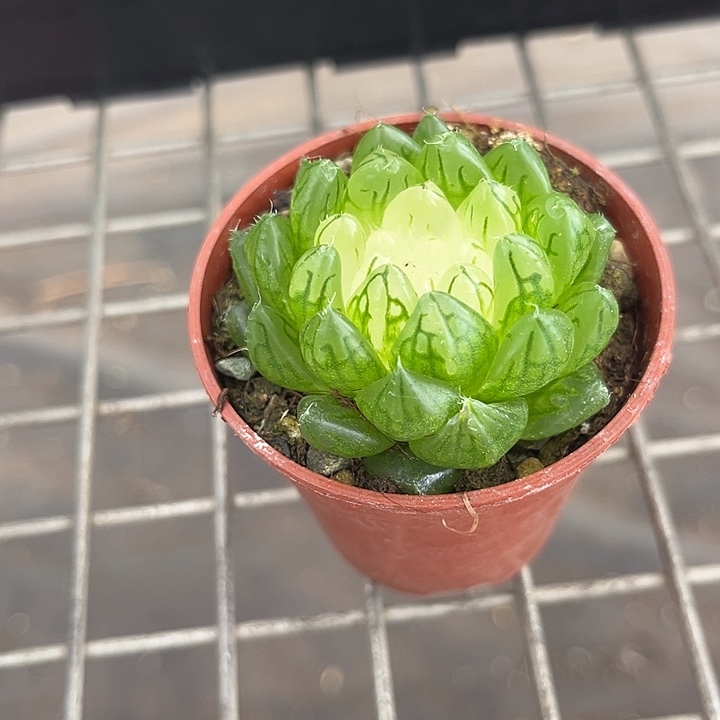 我也不知道怎么办啊你