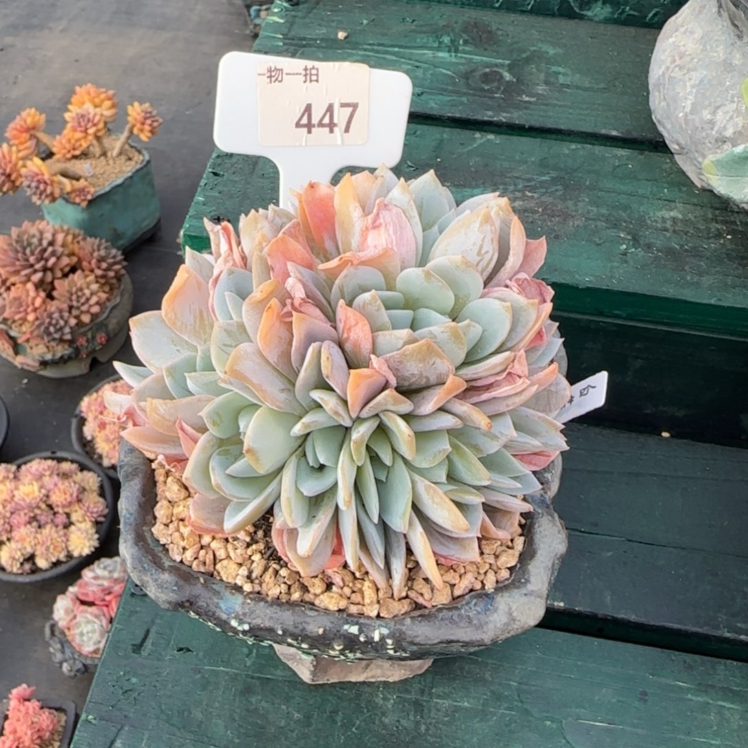 李***肉解忧一物一拍447白茶