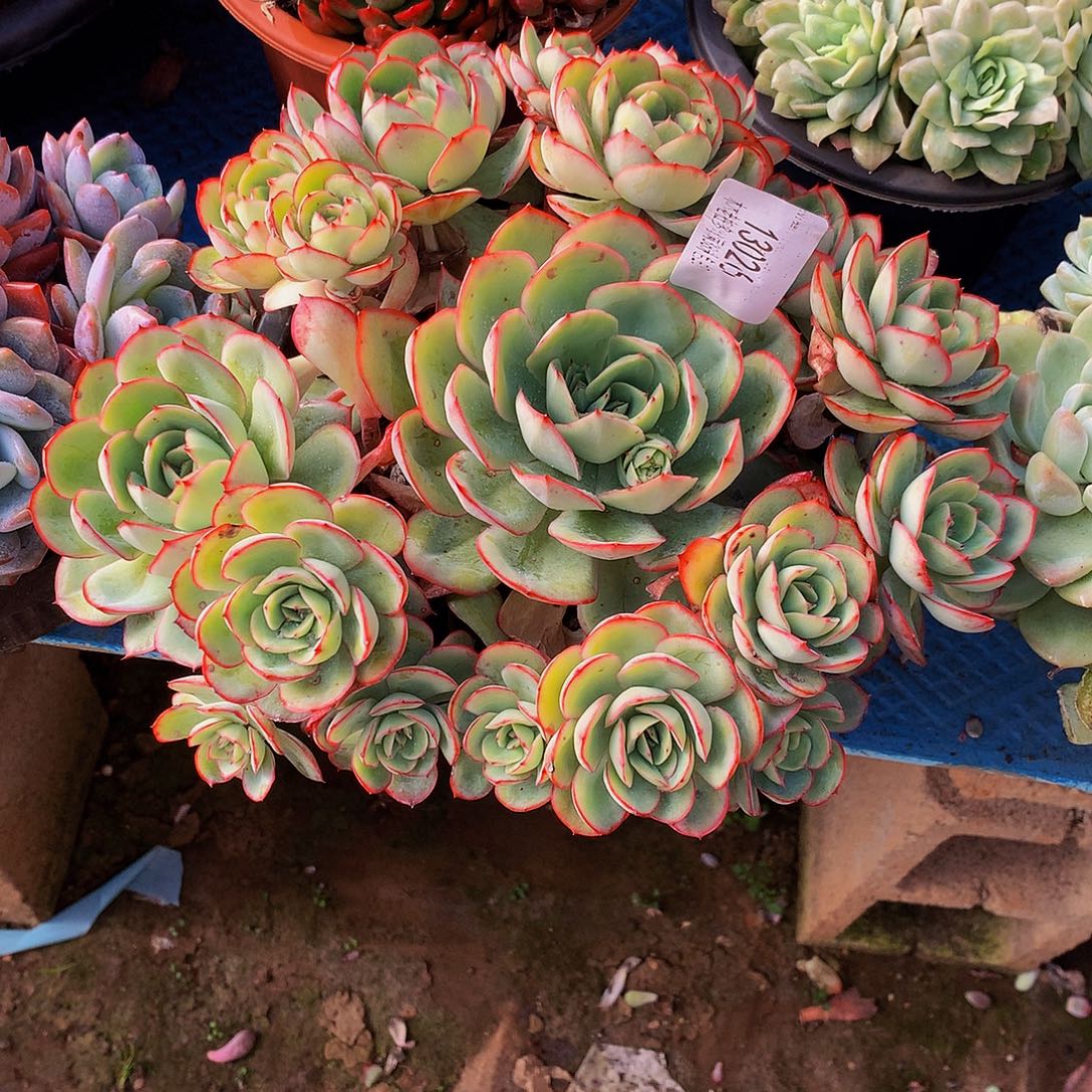 『***』    牡丹亭多肉13026