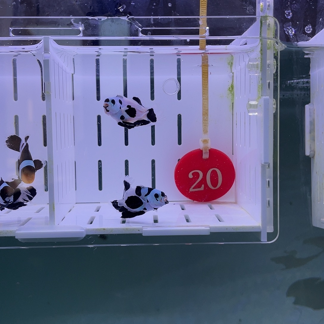 海水鱼熊猫礼服小丑