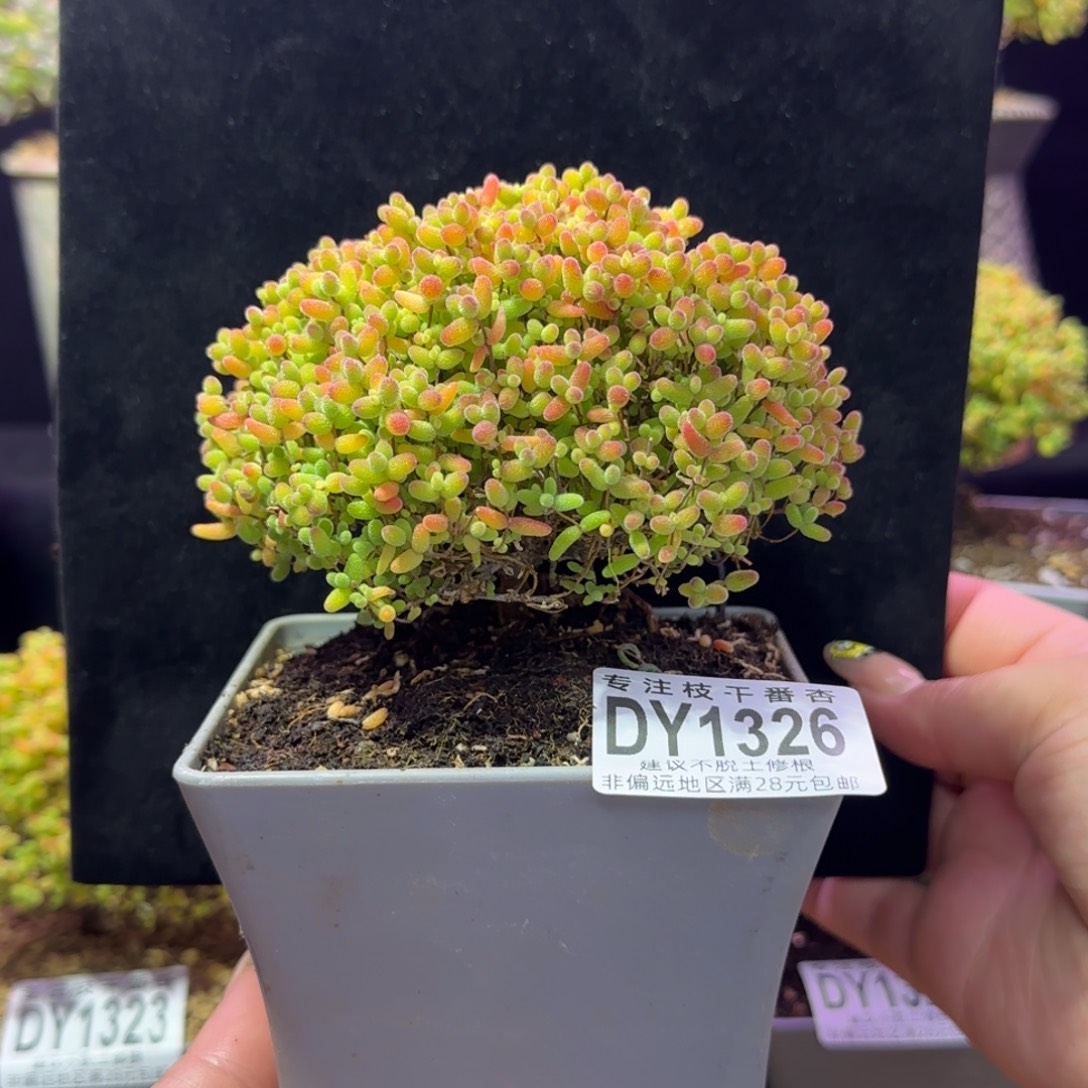 dy1326精控蜜橘直杆蘑菇头冠幅10cm