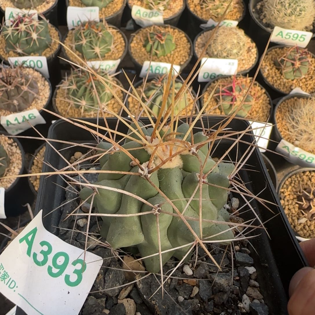 鹤巢 实生仙人球393