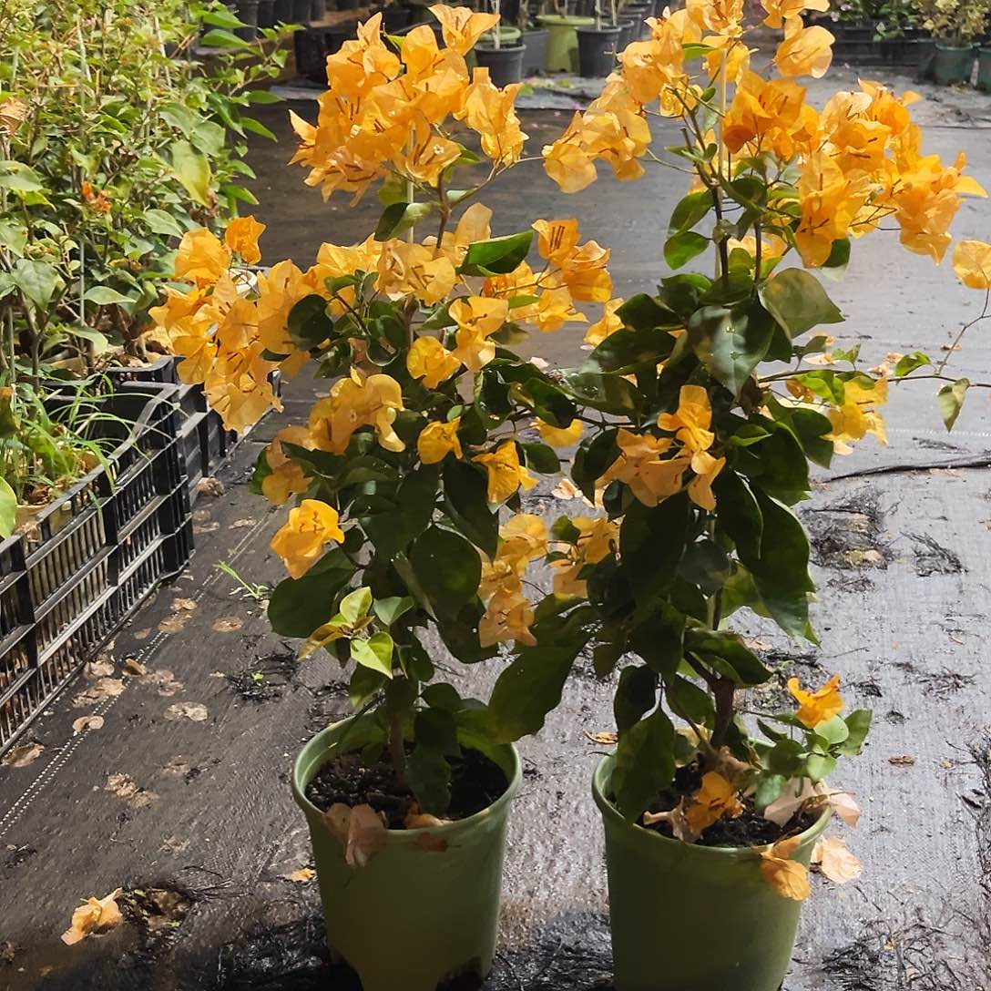 完全开放金探戈带竹一颗