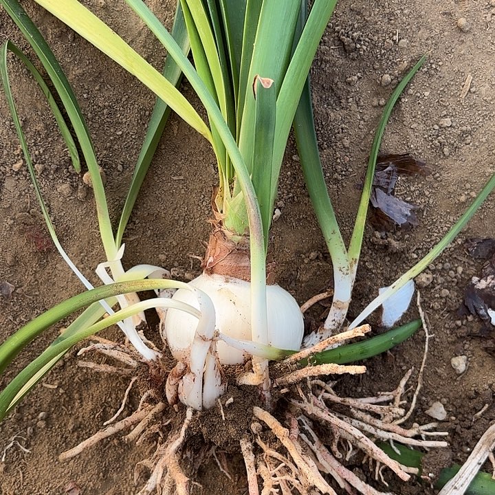 知***，无花朵安吉拉包对版1602