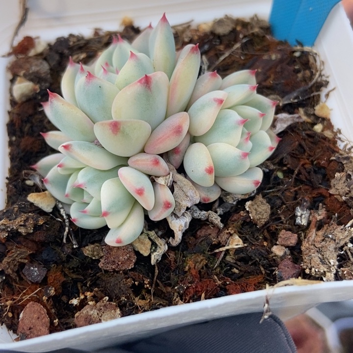 121忌廉锦多肉植物保护