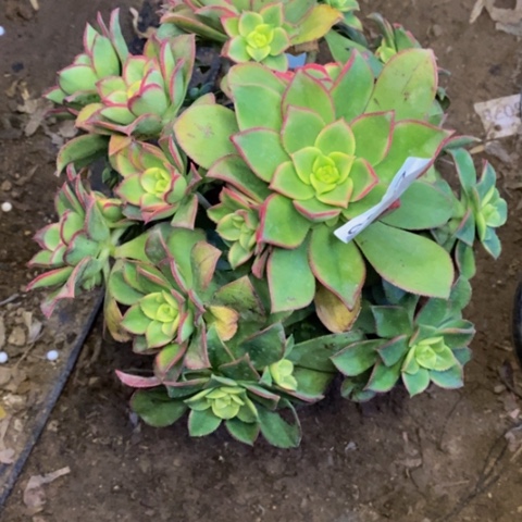 快***名艳日辉多肉植物2433