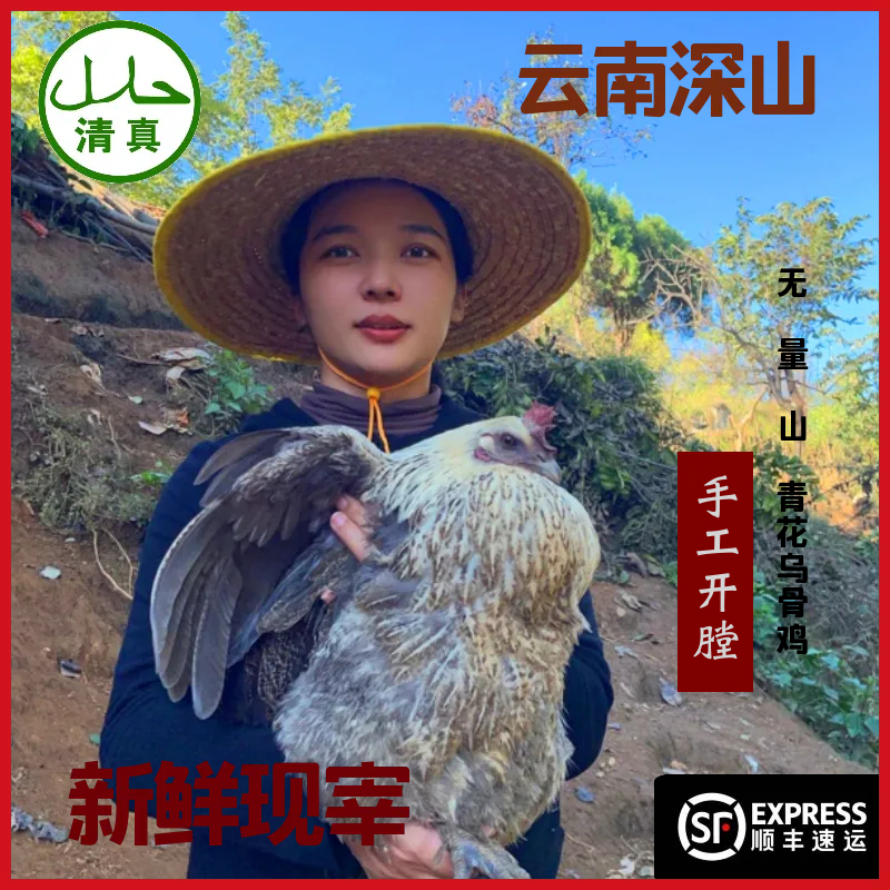 （2只无量山青花母鸡）云南土鸡高山散养纯月子新鲜现清真土鸡清真