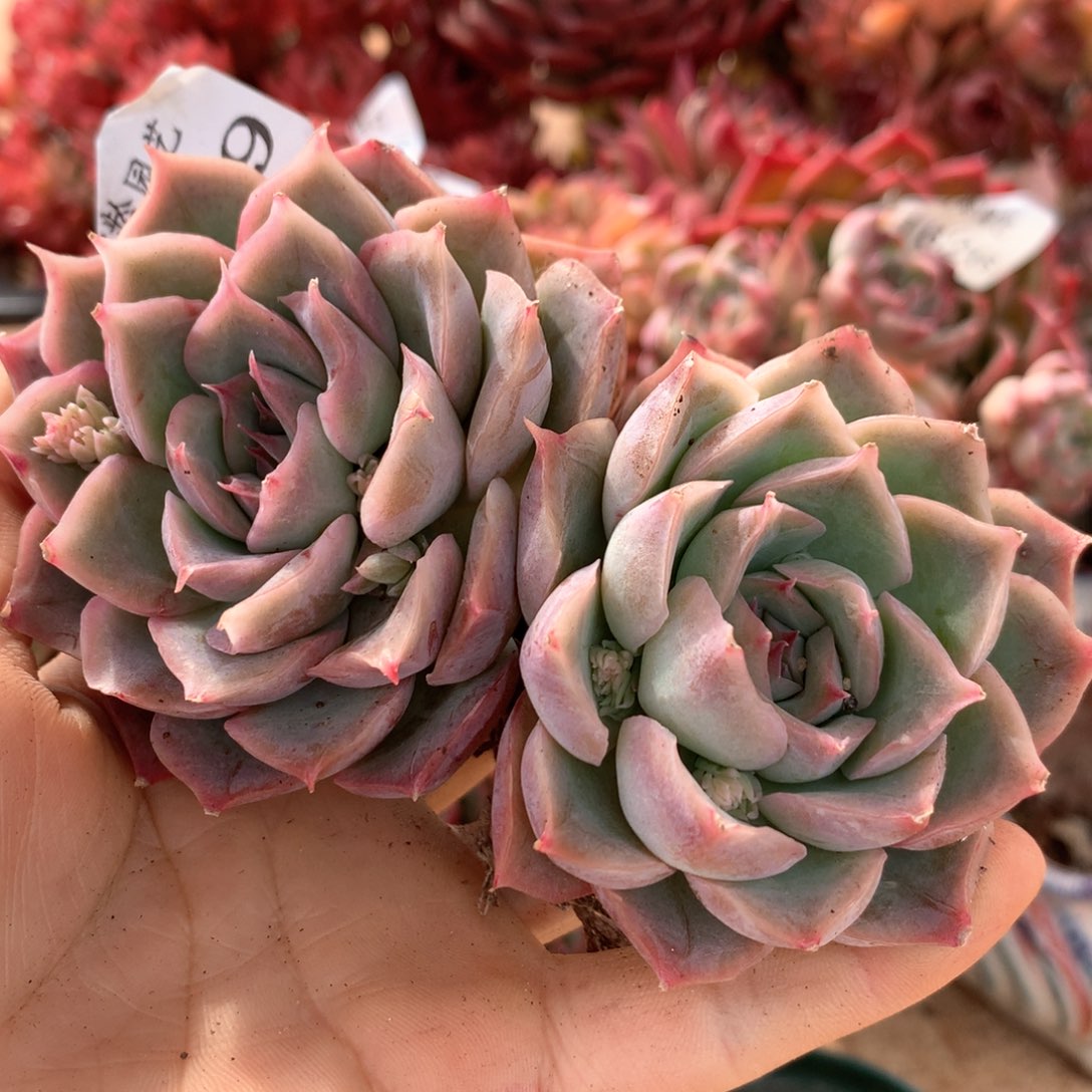 1629杂交多肉植物