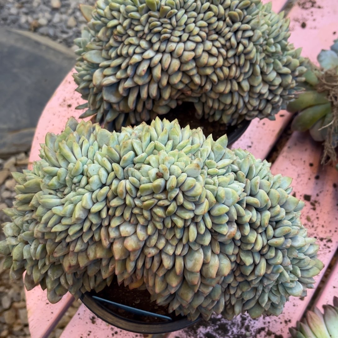 九***》星影缀化多肉植物