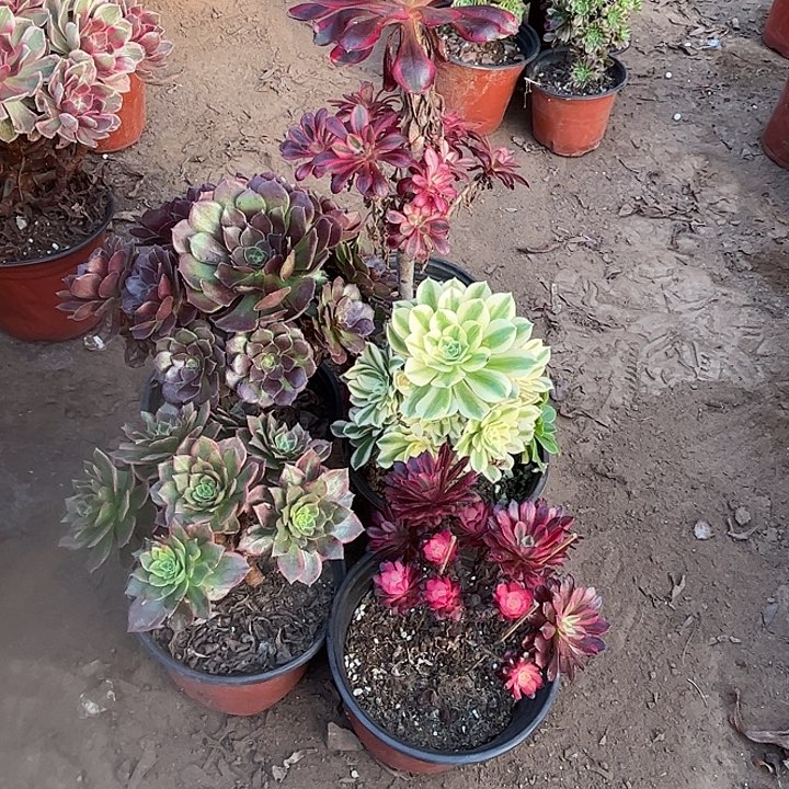 866多肉植物瑕疵特价，