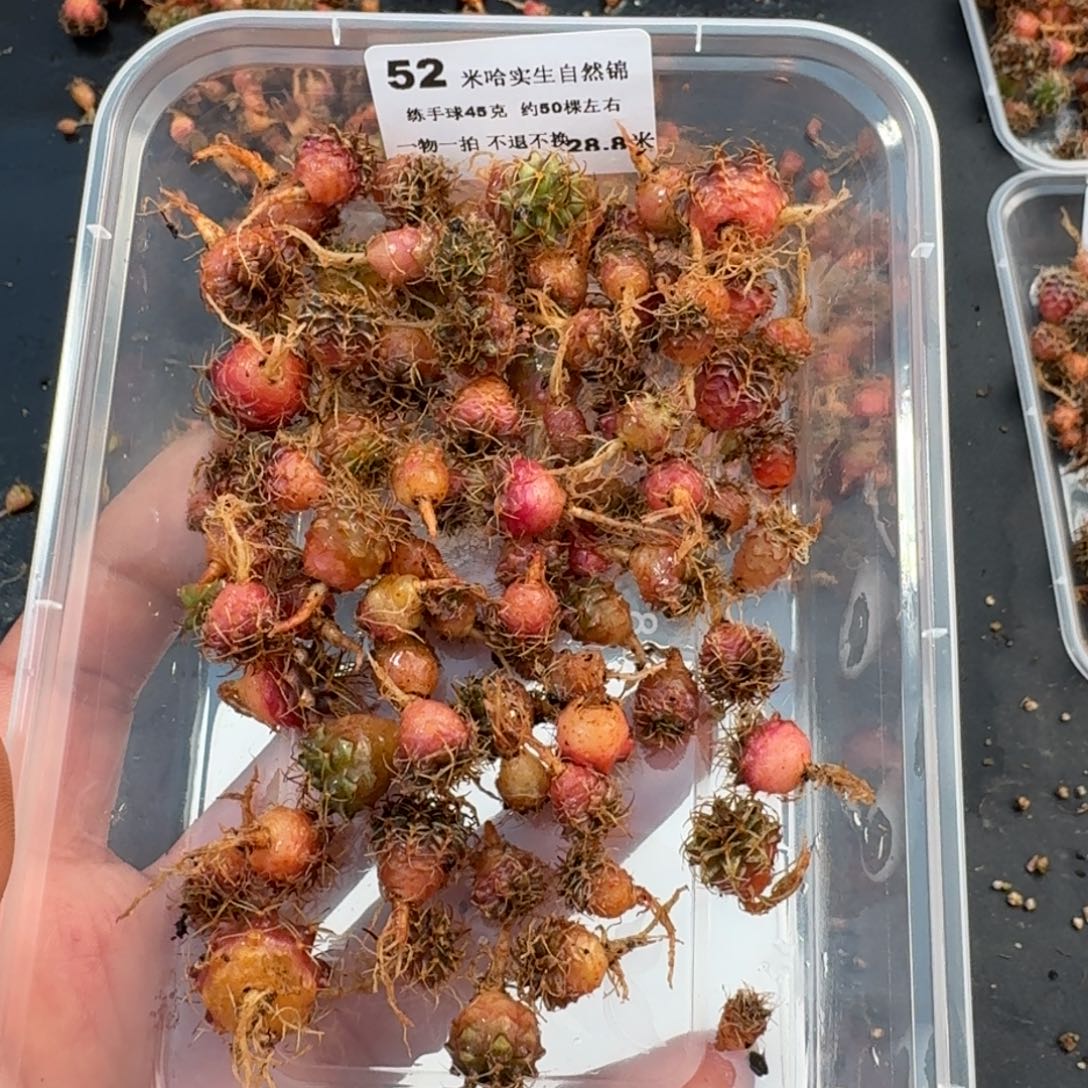 s***v米哈实生自然锦练手球52