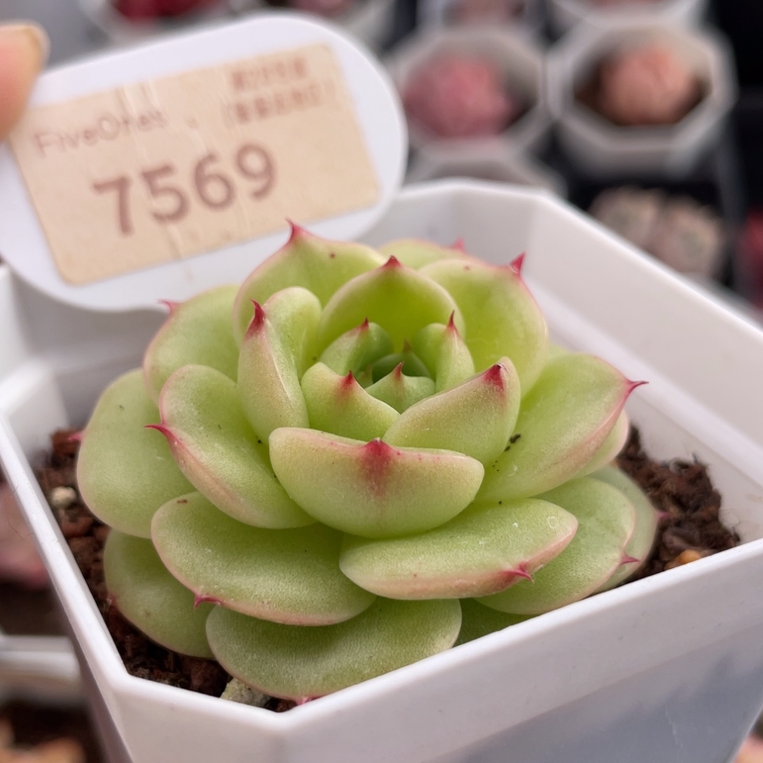 圆心7569-5.0厘米