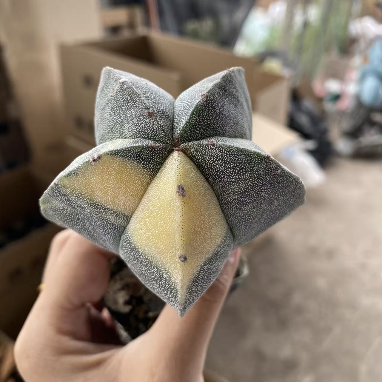 实生鸾凤玉锦带盆土     仙人球漳州基地直发 新手好养