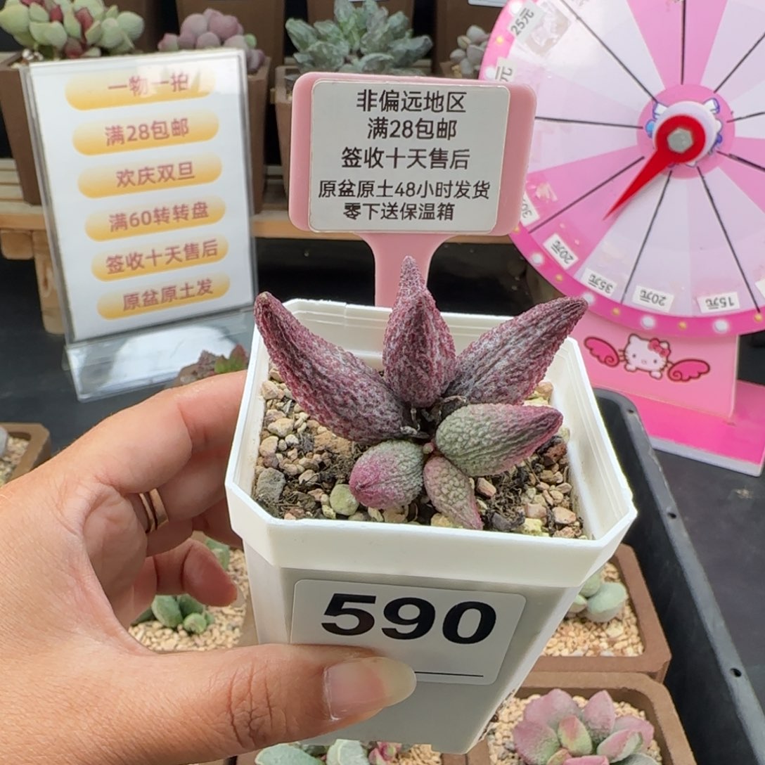 我***呀590猪尾巴多肉植物