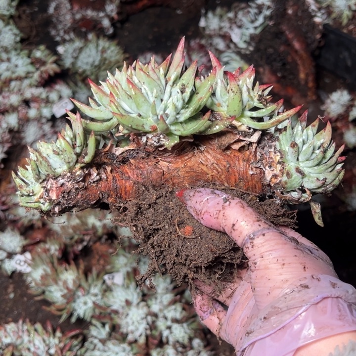 230瑕疵哈哈哈哈哈哈哈