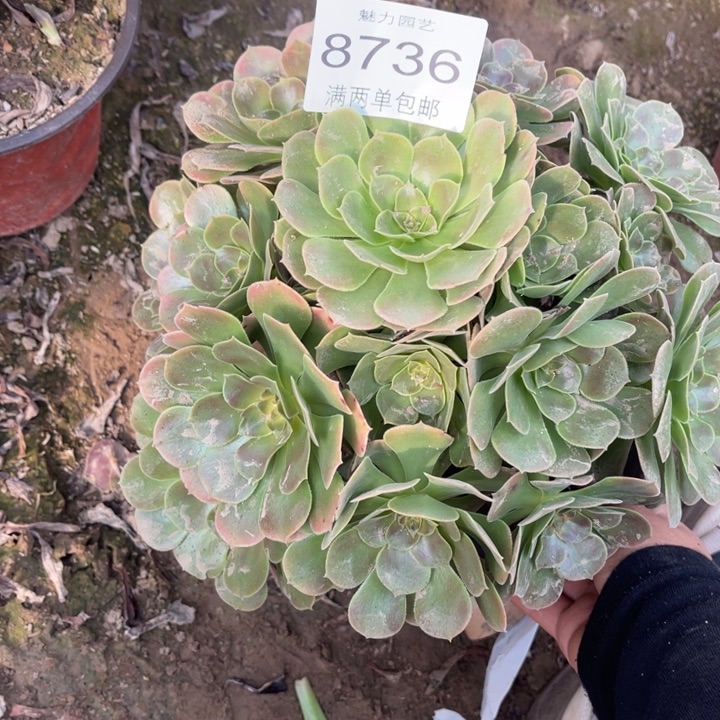 8736绿玫瑰的人多大
