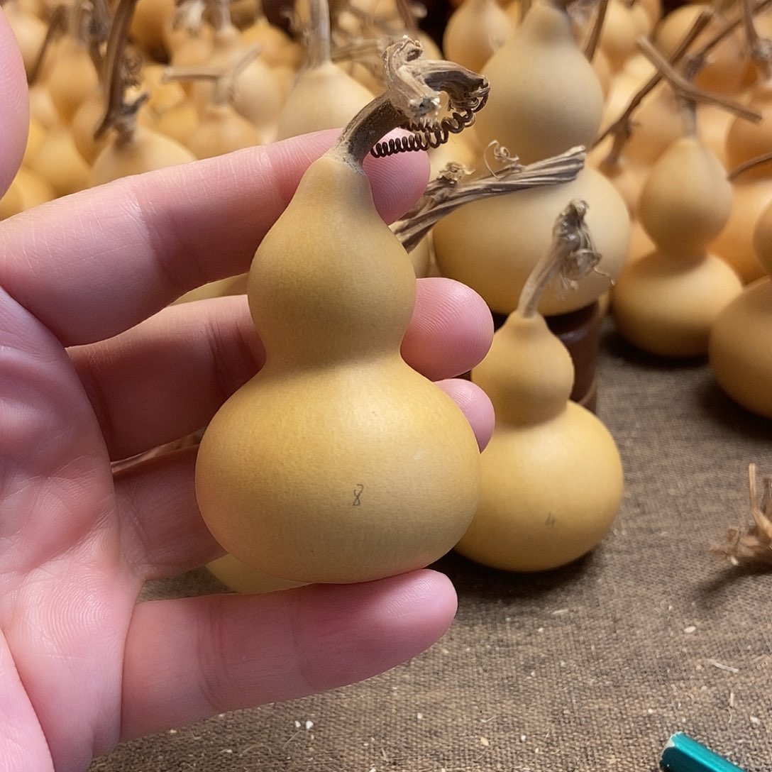 文玩葫芦 完美主义者 慎拍8