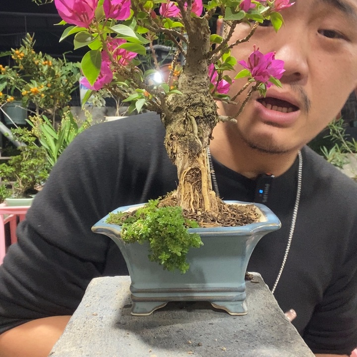 炜***妈以实际为准盆景绿植盆栽45