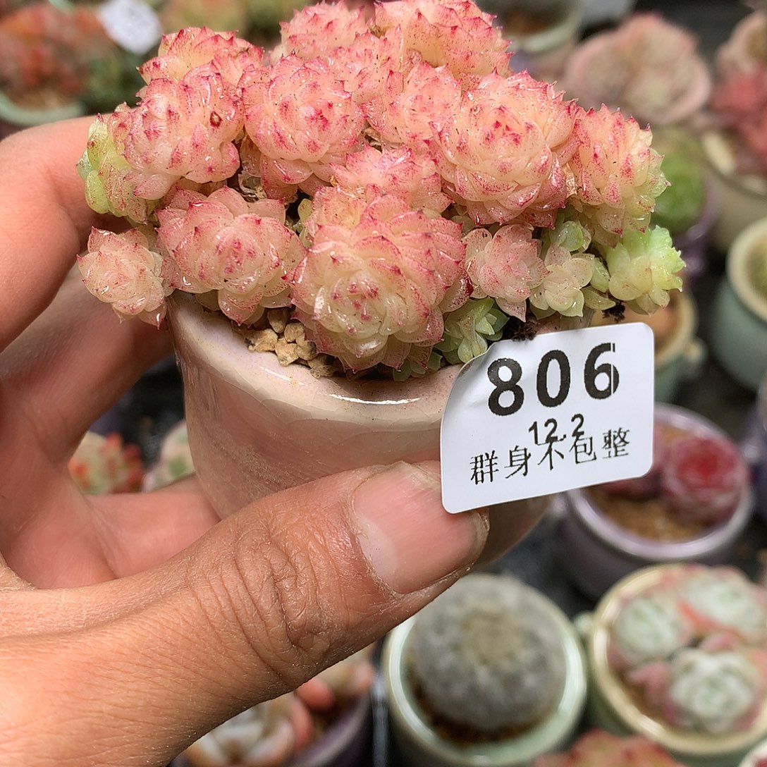 精控拇指盆12.2806