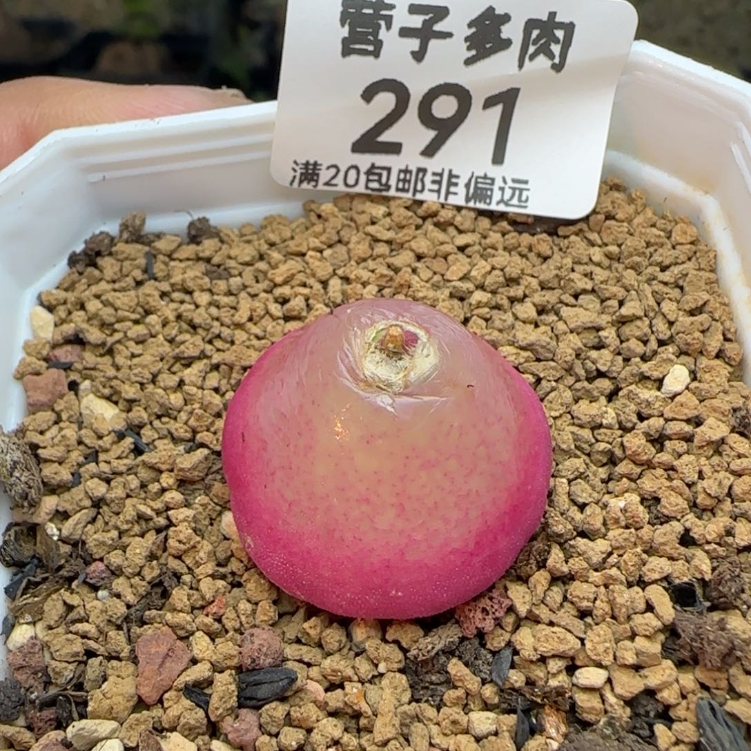 带盆土2.4灯泡。           