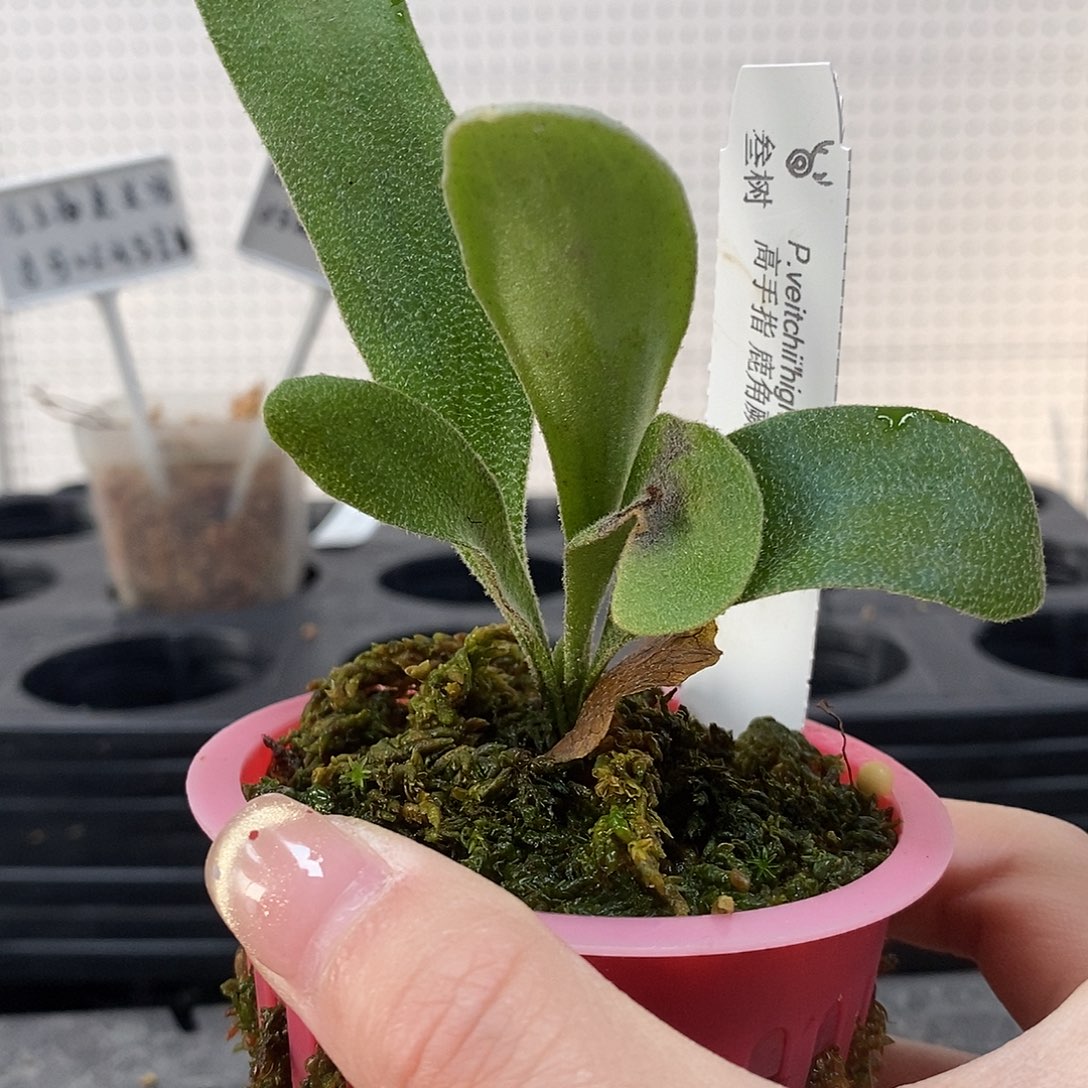 无花朵野银高手指