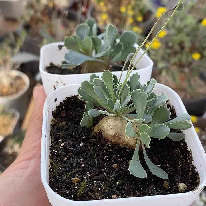 257格加带盆一一一一