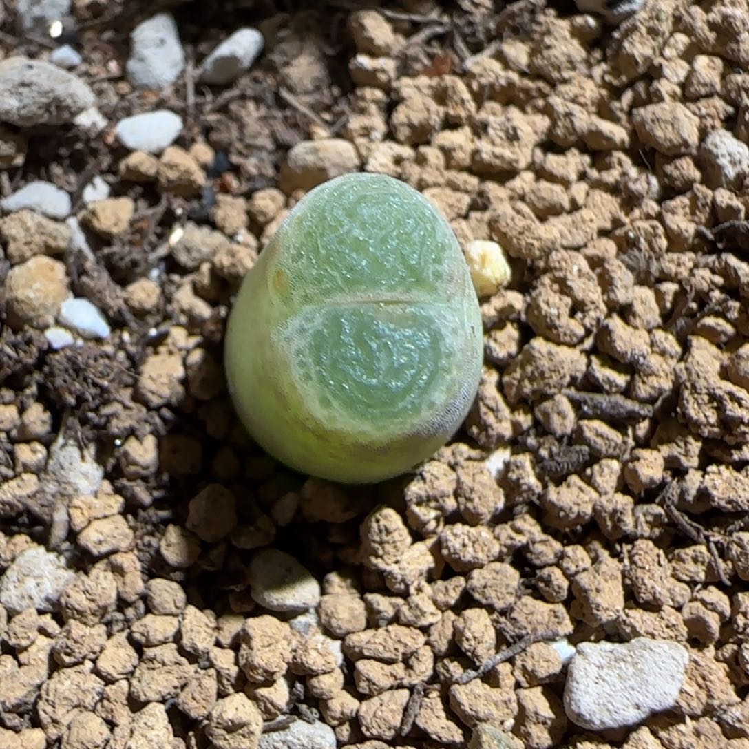 肉锥多肉植物百科-胖虎1773