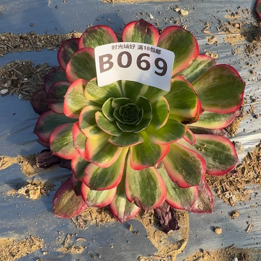 069黑魔锦多肉植物