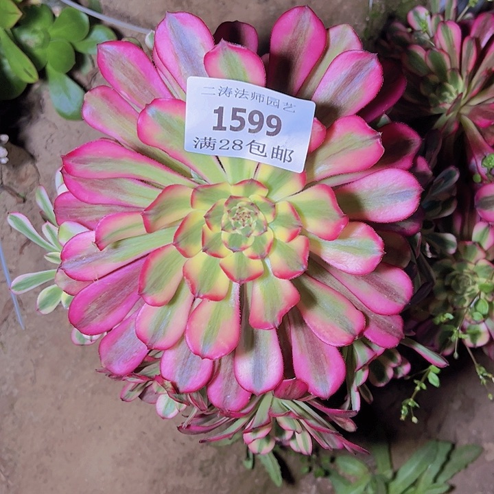 1599舞天姬多肉植物老桩