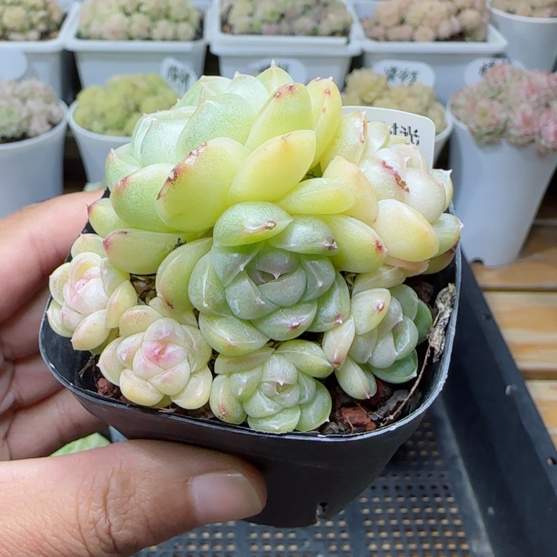 【闪购商品】0308-125包子麦杆